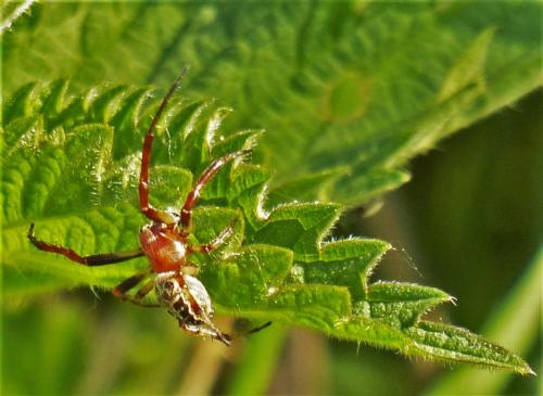 Réf. 243 258 : Larinioides sp.